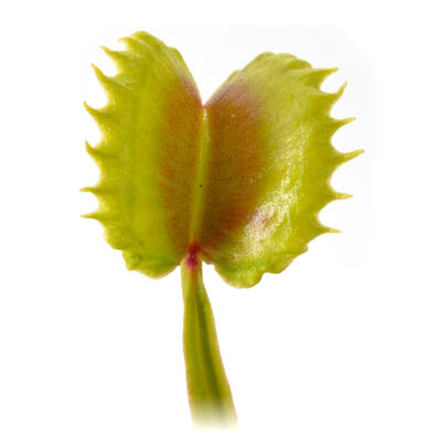 Dionaea muscipula "Vesuvia"