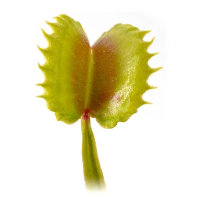 Dionaea muscipula "Vesuvia"