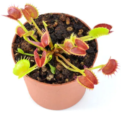 Dionaea muscipula Werewolf x Dracula #4