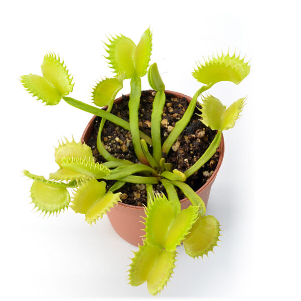 Dionaea muscipula Werewolf x self 659