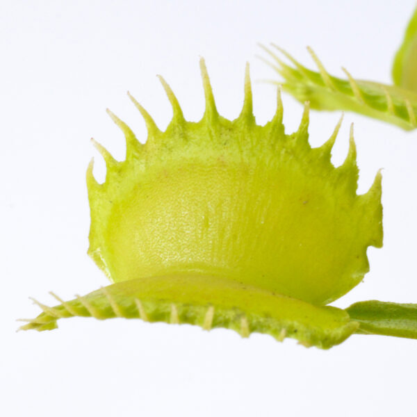 Dionaea muscipula Werewolf x self 659