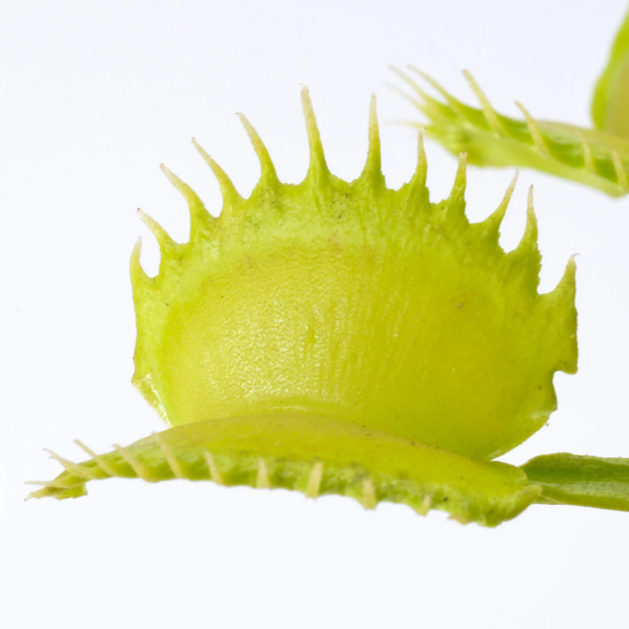 Dionaea muscipula Werewolf x Self 659 – Image 2