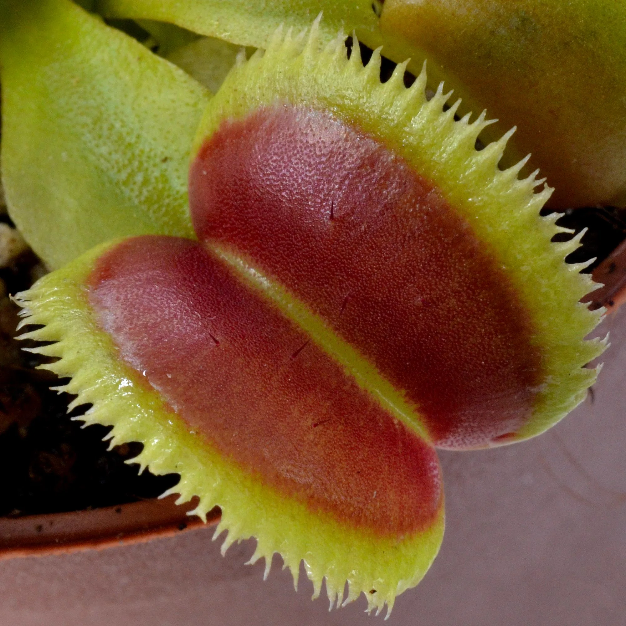 Dionaea muscipula Whale x Bristle Tooth