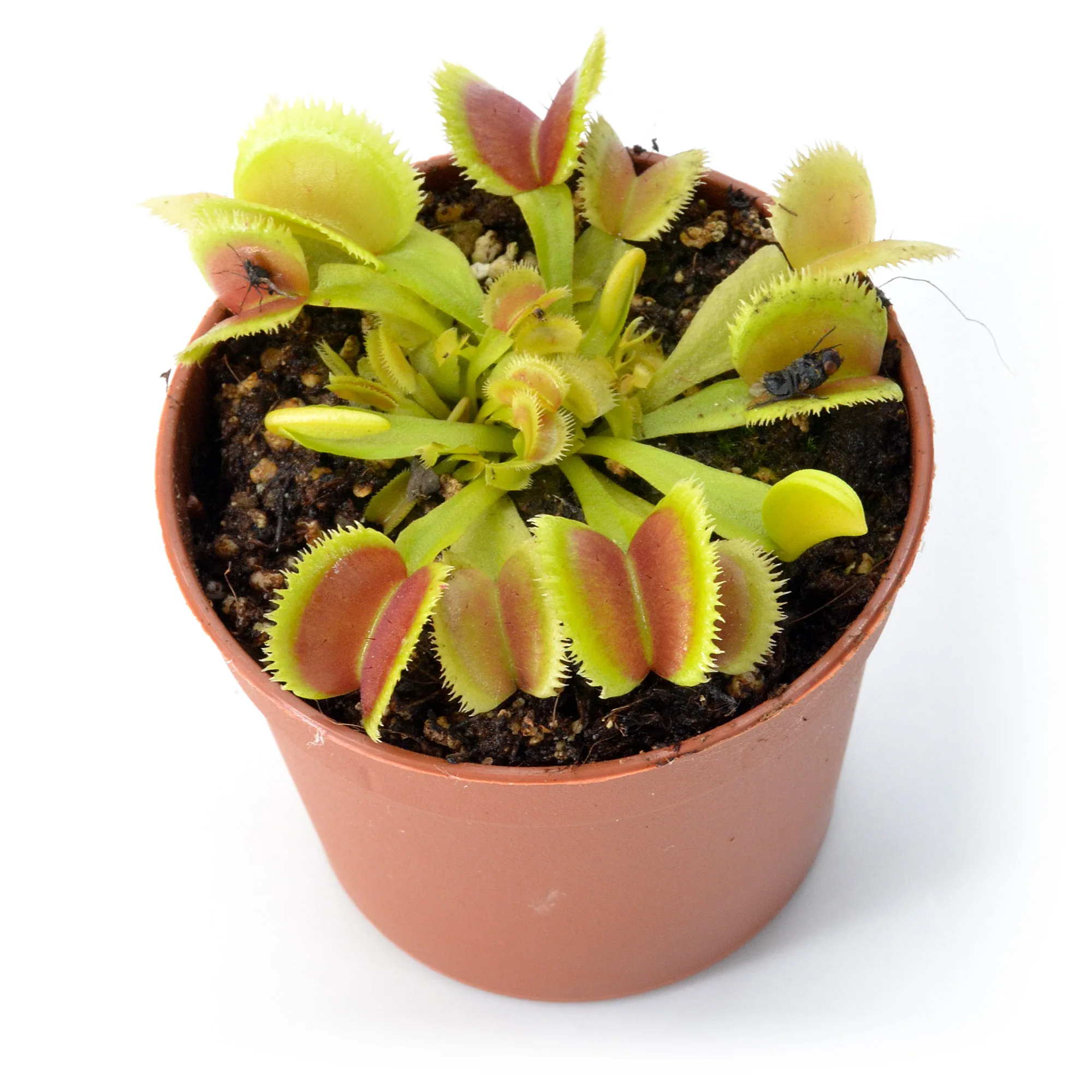 Dionaea muscipula Whale x Bristle Tooth