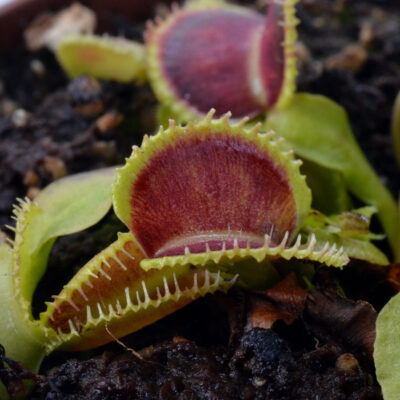 Dionaea muscipula "Wiky Purple Trap"