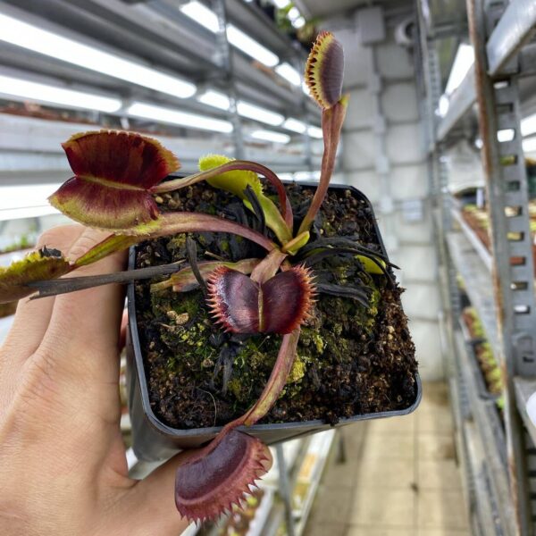 Dionaea muscipula “Wine Mouth Tarantula”
