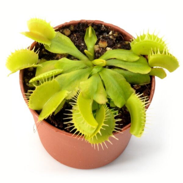 Dionaea muscipula Yellow Fused Tooth