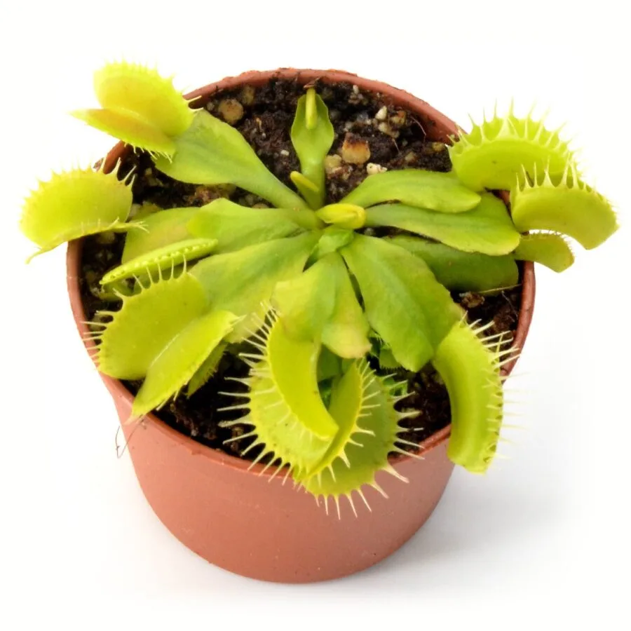 Dionaea muscipula Yellow Fused Tooth