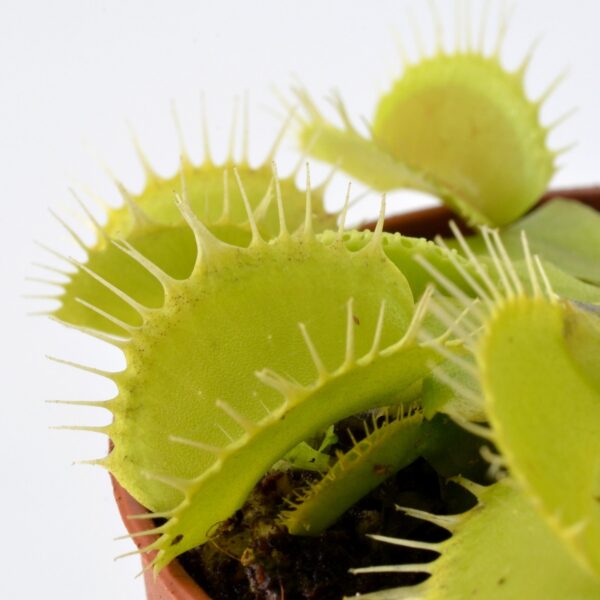 Dionaea muscipula Yellow Fused Tooth