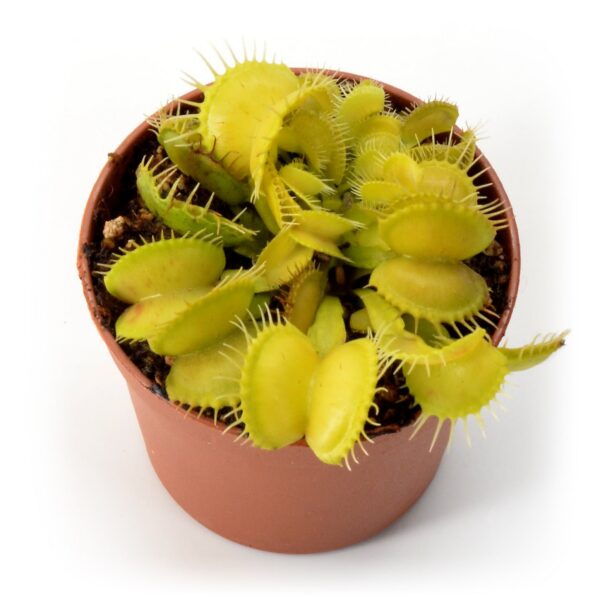 Dionaea muscipula Yellow White