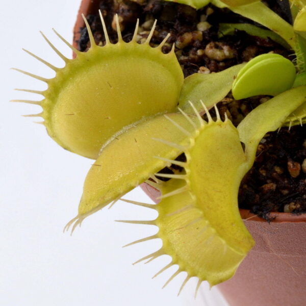 Dionaea muscipula Yellow/White