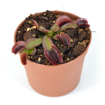 Dionaea-muscipula-'knobby-teeth'-DSC_0624