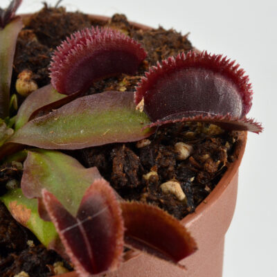Dionaea-muscipula-'knobby-teeth'-DSC_0624