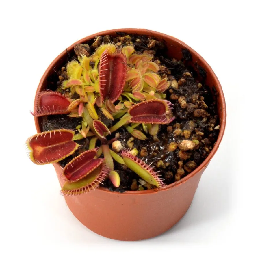 Dionaea muscipula Louchapates