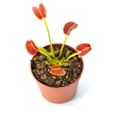 Dionaea muscipula ‘FTS Shogun Star‘