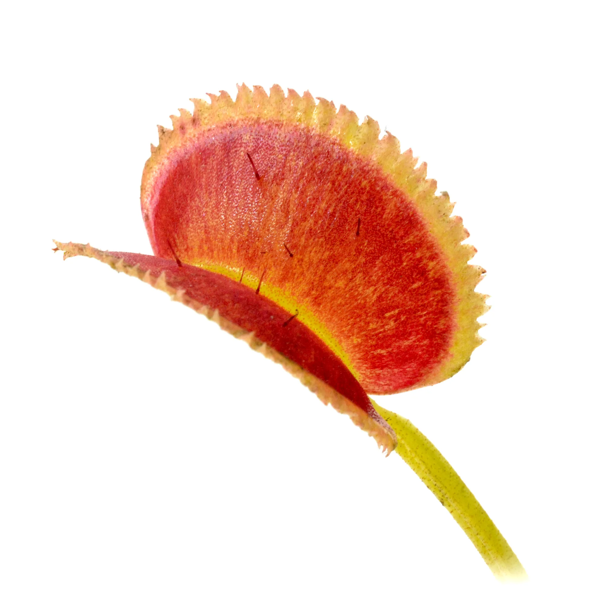 Dionaea muscipula ‘FTS Shogun Star‘