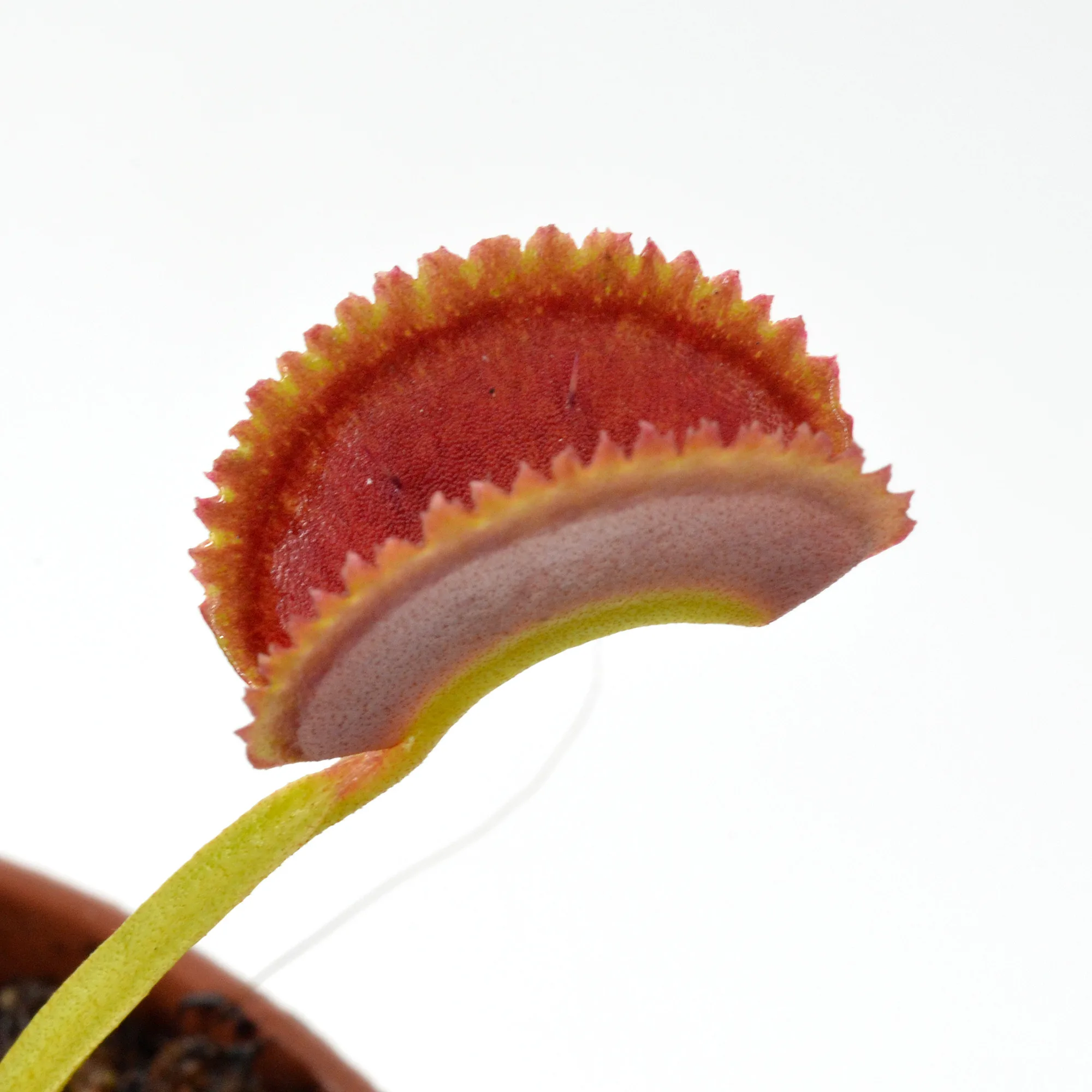Dionaea muscipula ‘FTS Shogun Star‘ – Image 3