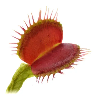 Dionaea muscipula ‘Lezard Vert’