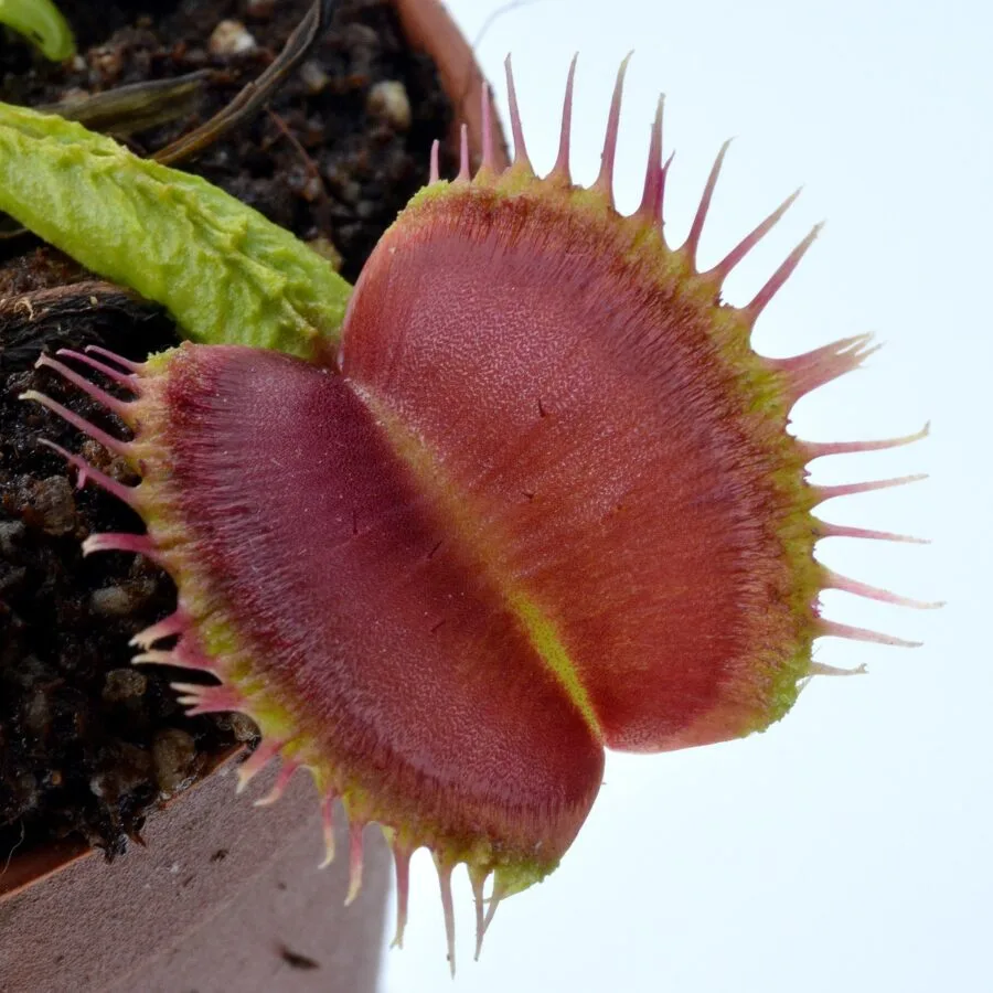 Dionaea muscipula ‘Lezard Vert’