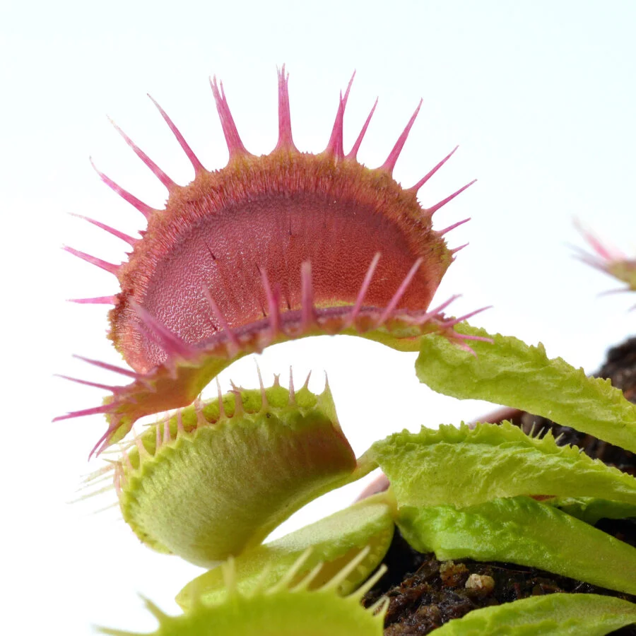 Dionaea muscipula ‘Lezard Vert’