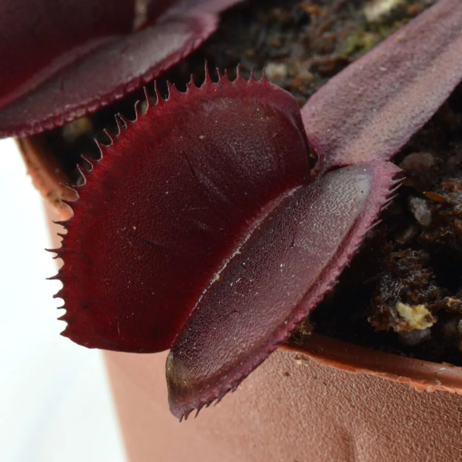 Dionaea muscipula 'Red Micro-Teeth'