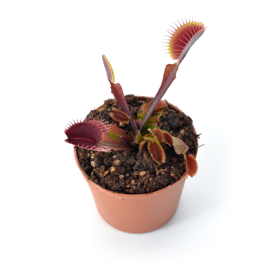 Dionaea muscipula ‘Red Pluto’