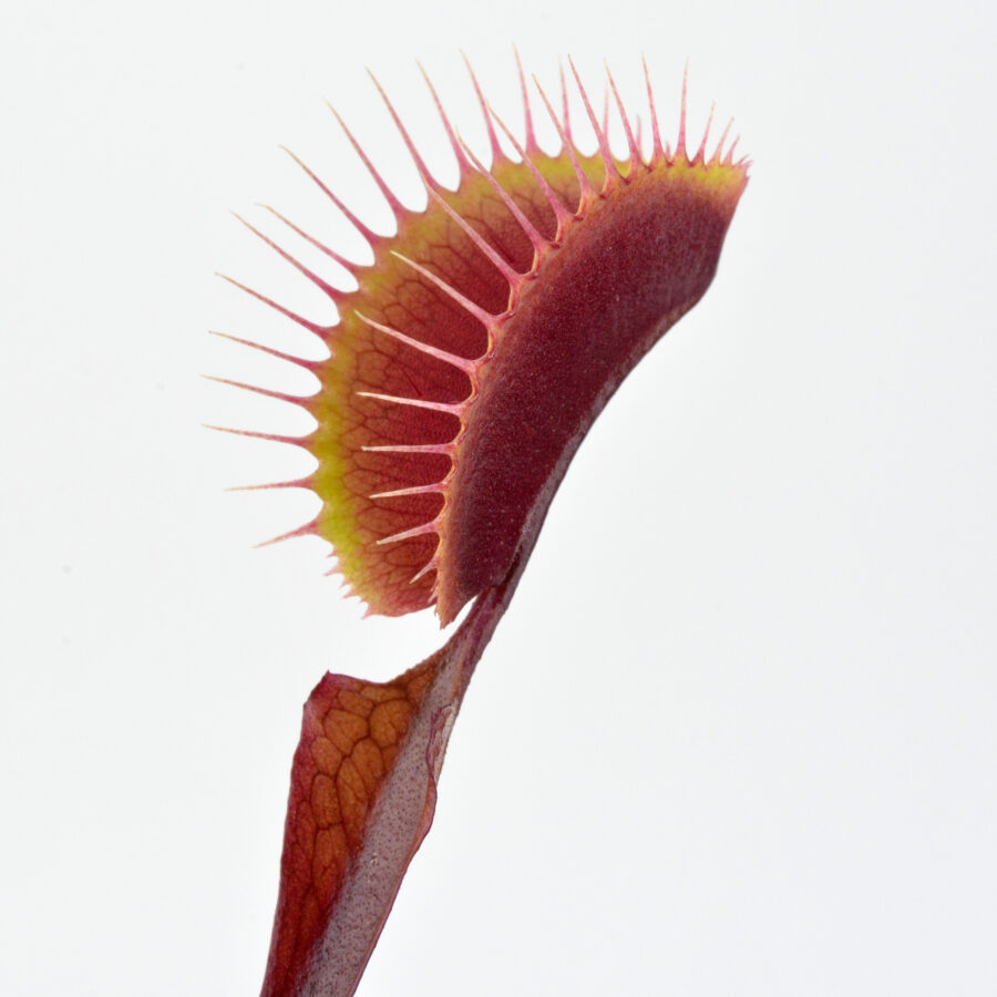 Dionaea muscipula ‘Red Pluto’