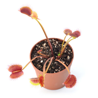 Dionaea muscipula ‘Sonic‘