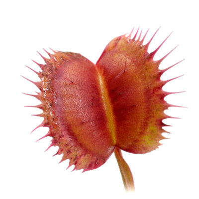 Dionaea muscipula ‘Sonic‘