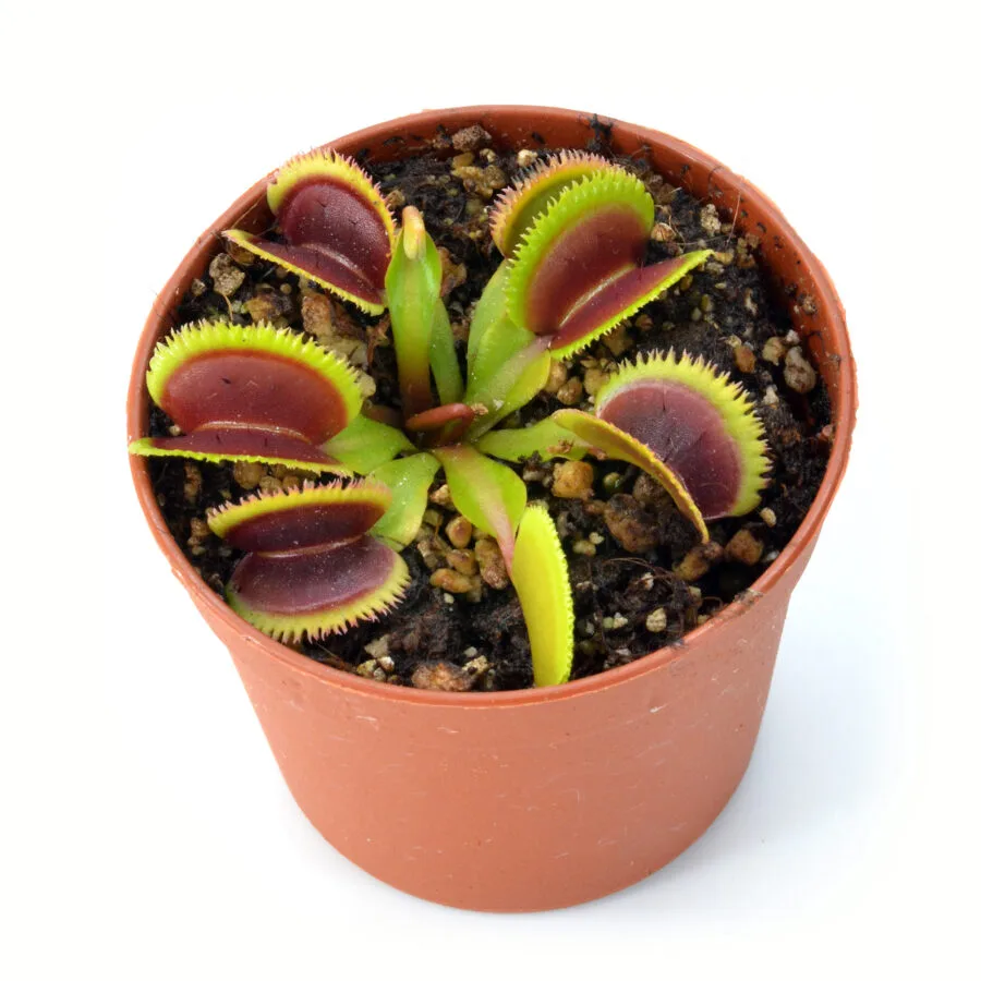 Dionaea muscipula 'Sunrise'