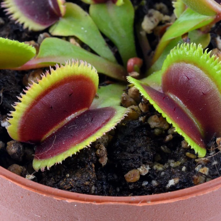Dionaea muscipula 'Sunrise'