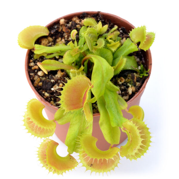 Dionaea muscipula "Toucan"