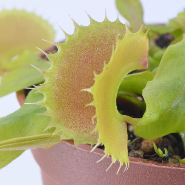 Dionaea muscipula 'Vc Toucan'