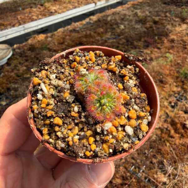 Drosera Dork's Pink