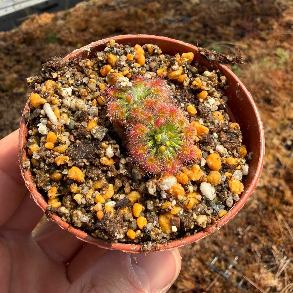 Drosera Dork's Pink