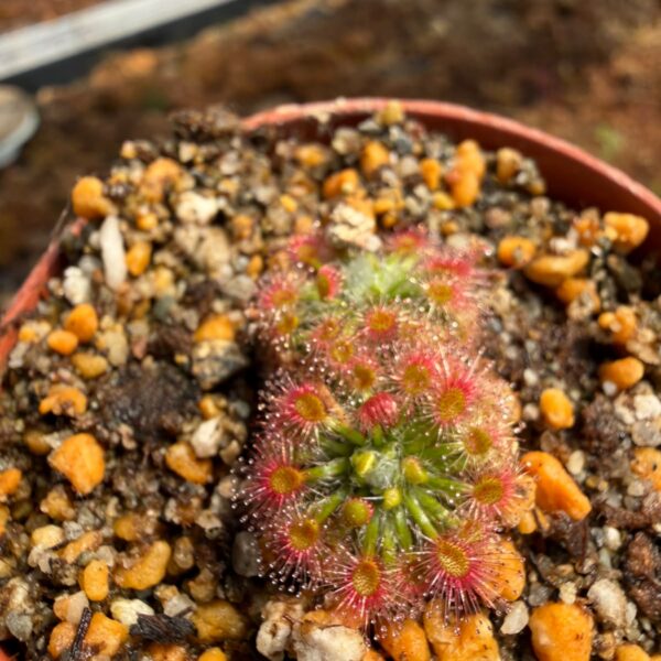 Drosera Dork's Pink