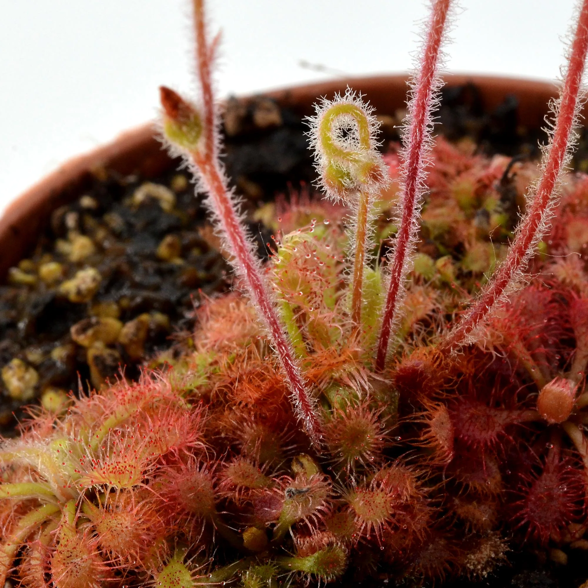 Drosera kaieteurensis [Chimantá Tepui, Parque Nacional Canaima, Venezuela] – Image 3