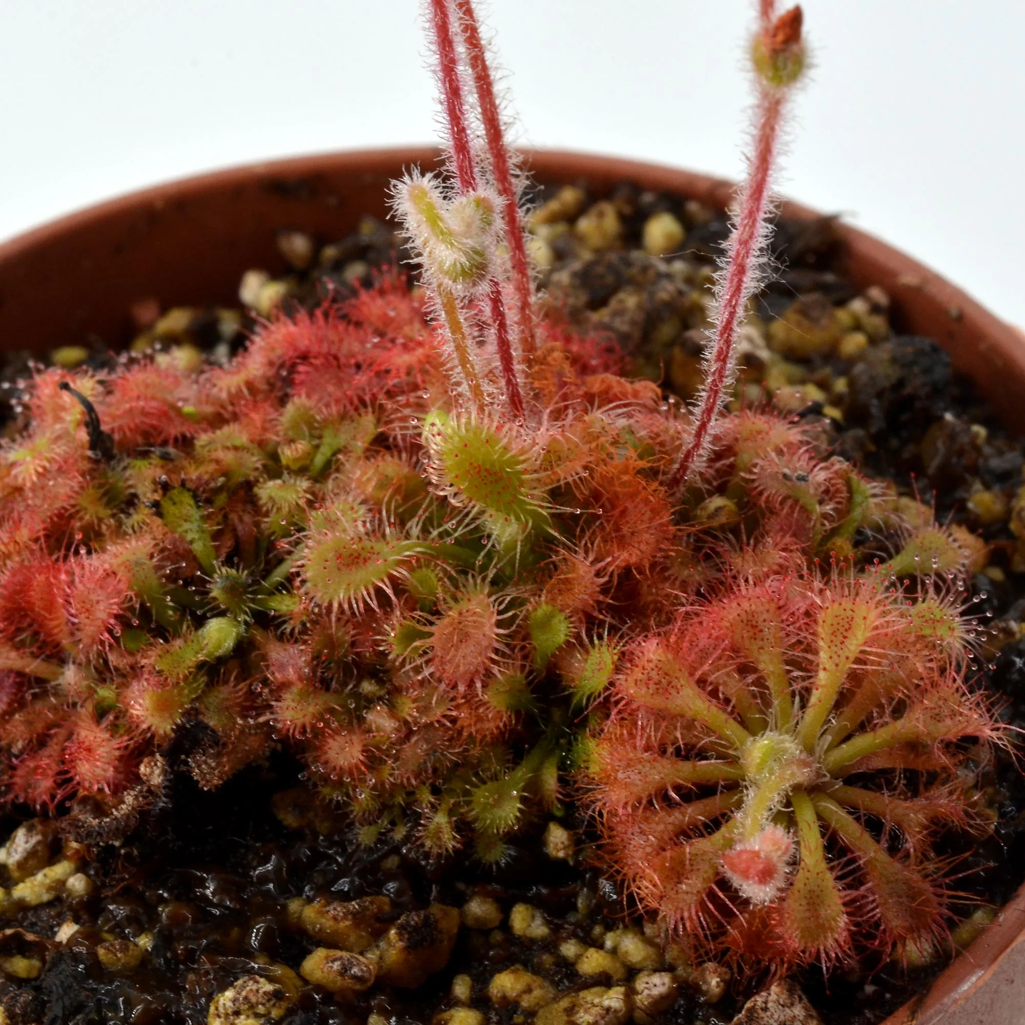 Drosera kaieteurensis [Chimantá Tepui, Parque Nacional Canaima, Venezuela] – Image 2