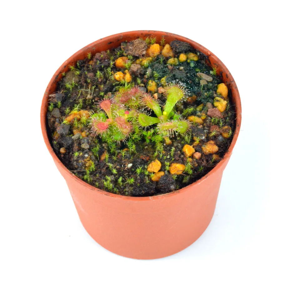 Drosera aberrans