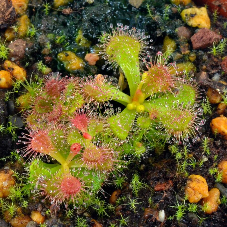 Drosera aberrans