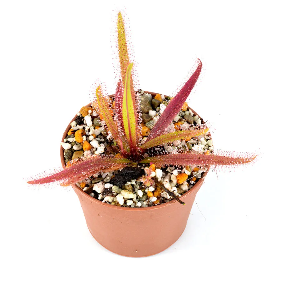 Drosera-adelae