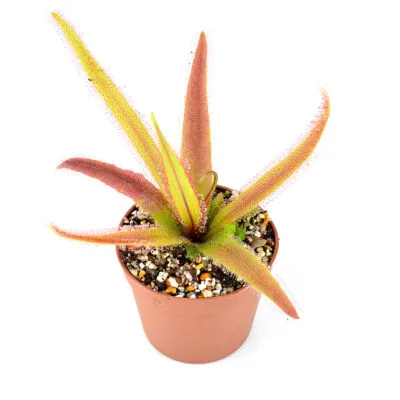 Drosera adelae
