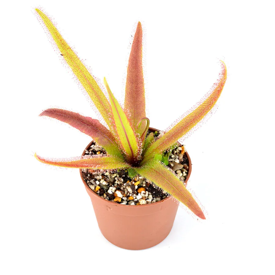 Drosera adelae
