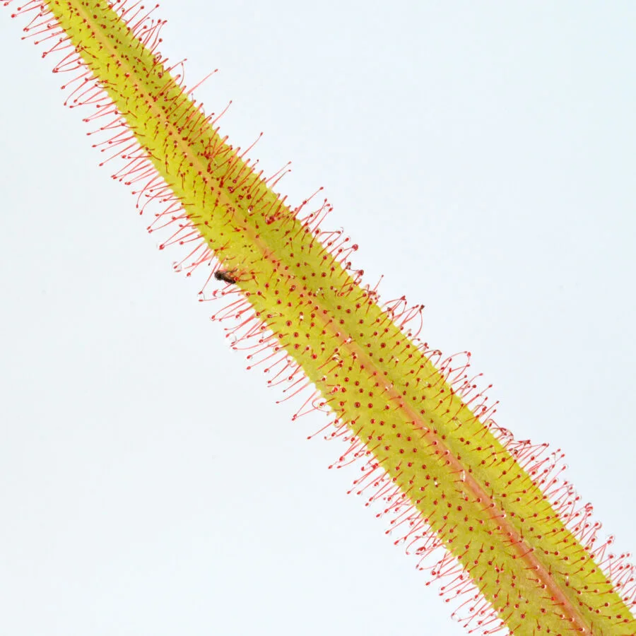 Drosera adelae