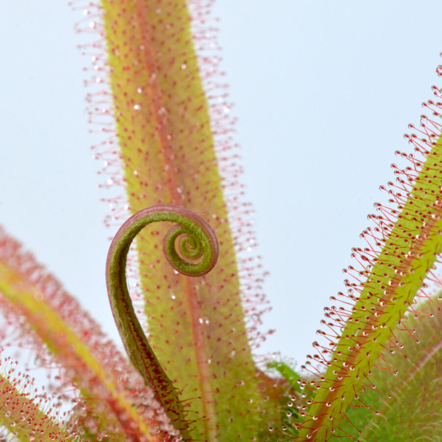 Drosera adelae