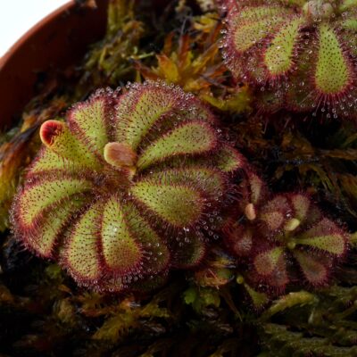 Drosera admirabilis