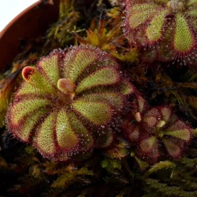 Drosera admirabilis