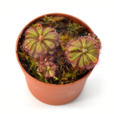 Drosera admirabilis