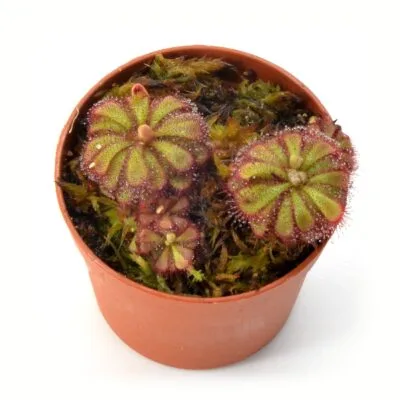 Drosera admirabilis