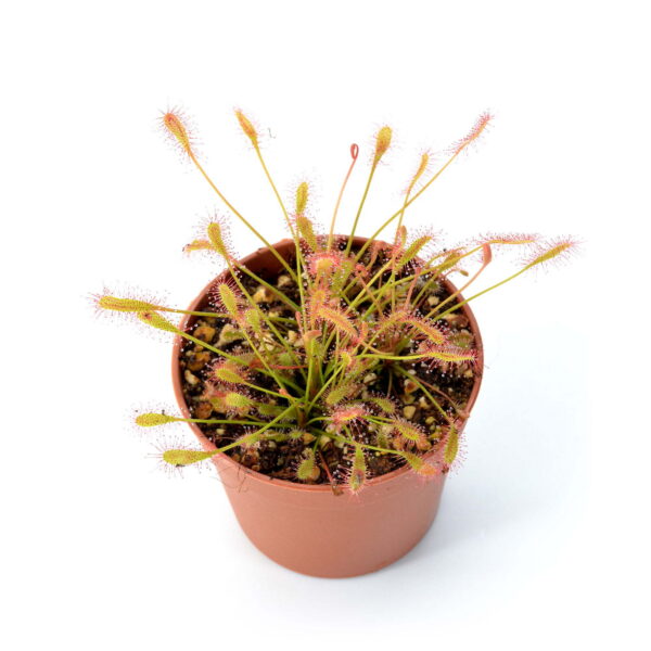 Drosera affinis